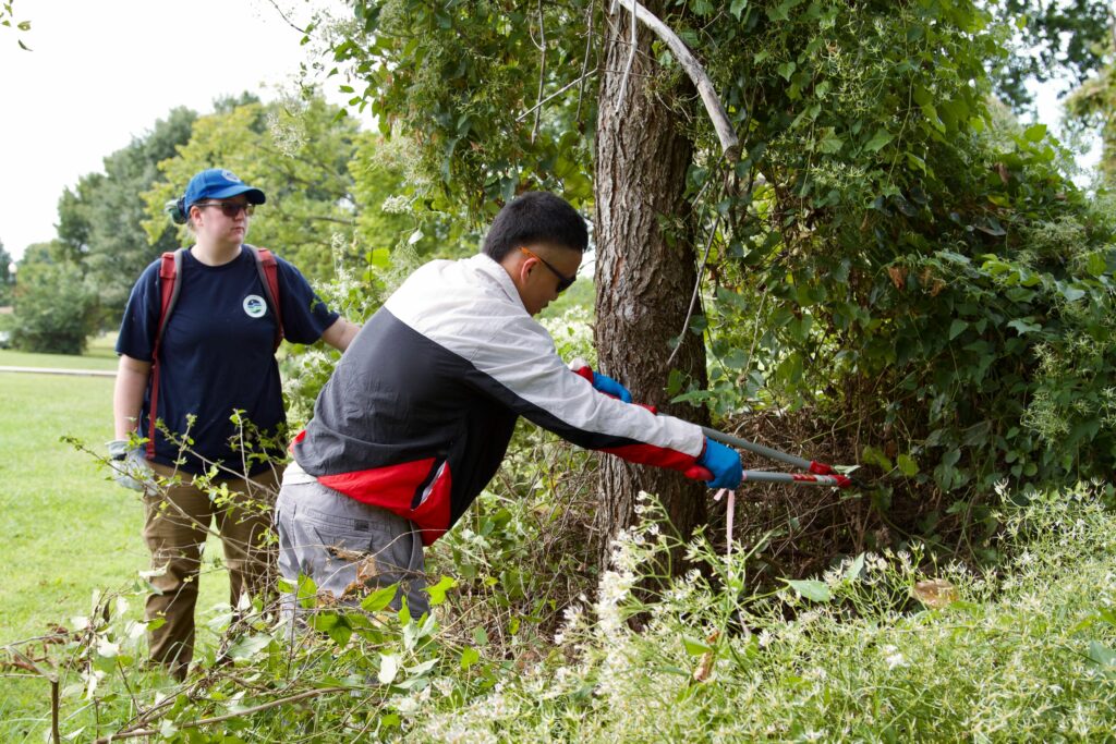 IMG_2863 Two people trimming bushes in a park, focusing on eco-friendly gardening and teamwork.